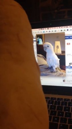 Goffins cockatoos use FaceTime