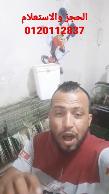 سعر الارانب اليوم في جميع المحافظات смотреть онлайн