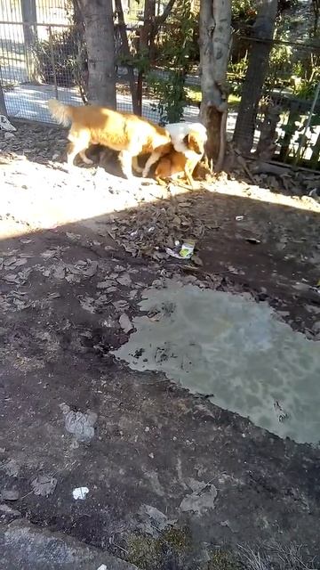 Perros XxX😂