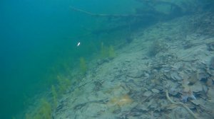 Kuusamo : Tasapaino X-Pro Light 75 - Underwater (Lure Action)