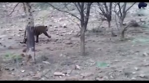 Тигр напал на медвежонка. МЕДВЕДИЦА даёт отпор