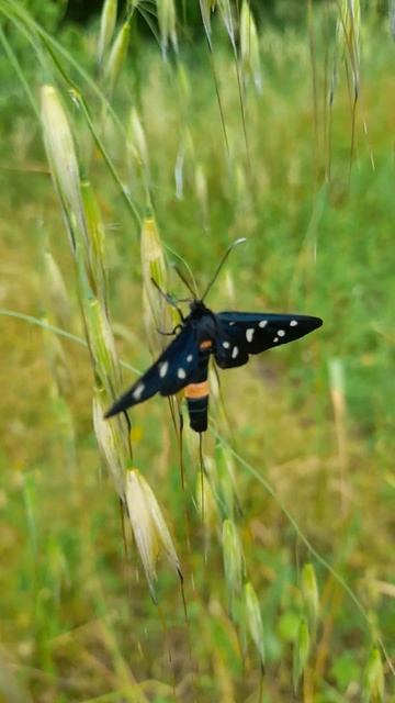 yellow belted burnet (Amata phegea)..italian "prete" is so beautiful.... смотреть онлайн