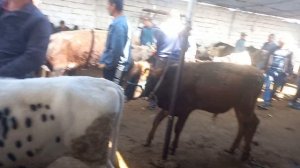 🦬🥩МОЛБОЗОРИ ХУЧАНД БОЗОРИ ХУДЖАНД ГОВ МОЛ 26 мая 2024 г.#molbozar