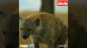 Deve kuşu ve Sırtlanlar. Страус против Гиены
