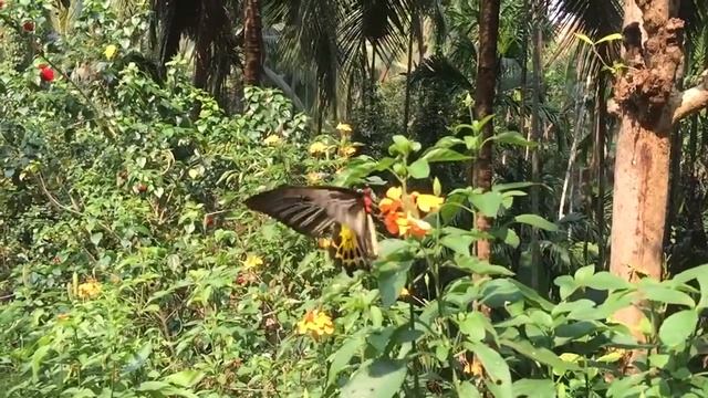 India's largest butterfly Southern Bird Wing|Butterfly flying in slow motion #india #4K #UHD #Short