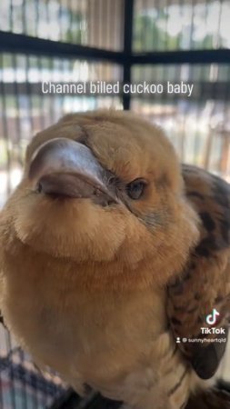 Channel billed cuckoo baby