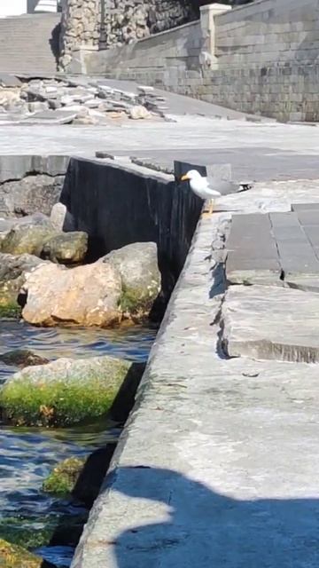 Кефаль стоит у берега #кефаль #рыбалкаморская #рыбалка #морскаярыбалка #чайка