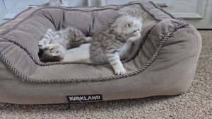 мама кошка  с котятами