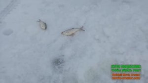 Рыбалка Плотва