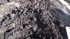 Весенняя посадка астильб на постоянное место