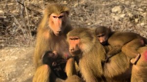 Изаура ПОКАЗАЛА НАМ РЕБЕНКА! Мигель выбрал Габриелу себе в невесты - такая парочка😁 Гамадрилий ДОМ2