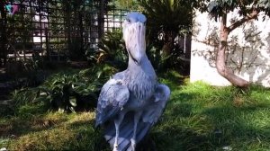 ▽ Самые странные птицы