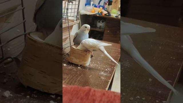 целых 2 поросёнка #песенки #детскиепесни #дети #мультики #birds #попугай  #поросёнок #parrot #попик