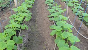 Томат Пинк Айди, что даём до цветения. февраль 2025 год.