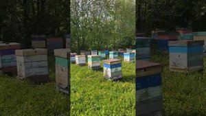 Пчелопакеты, пчеломатки 2025 года от племенных маток F0: бакфаст, карника. т.89603022455.