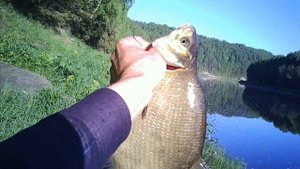 Поимка крупного леща на блесну