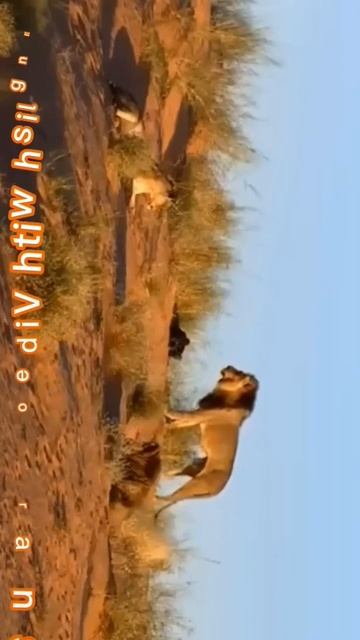BIG CATS🐾🐯🦁Upscaling English Skills #shorts #english #online