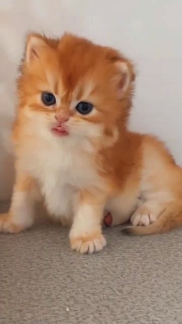 Cute Kitten- Lovely Cat😍😍| Cat Lover #shorts #cat #catvideos #catsoftiktok #catlovers #catfun