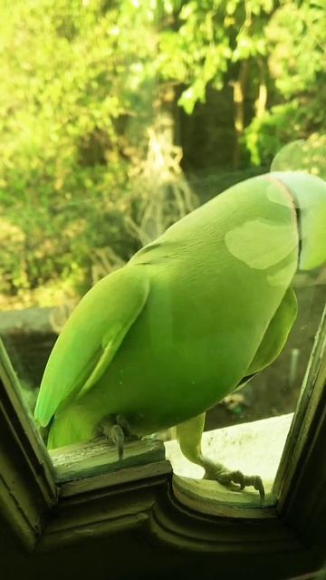 Parrot amazing view #bird #parrot #pets смотреть онлайн