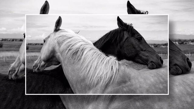 Жизнь - чёрно белые краски