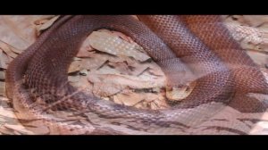 Top World Most Taipan Snake