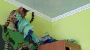 Смело!!! Бенгальский кот -парашютист!