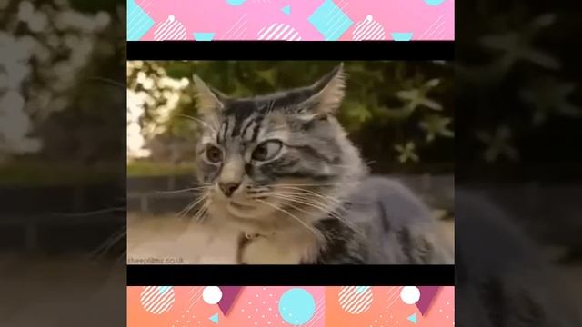 Ди лай лай😂(прикол) смотреть онлайн