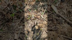 Удаляю хмель и прочую ненужную поросль на участке.Мои наблюдения и небольшой опыт за 2 сезона.