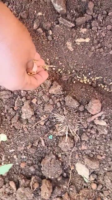 Methi seeds sowing #Seeds #plant #greenary #farming #nature #fenugreek seeds