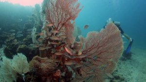 Diving at Shark Point - Phuket, Thailand