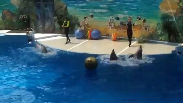 Сочи дельфинарий 2 смотреть онлайн