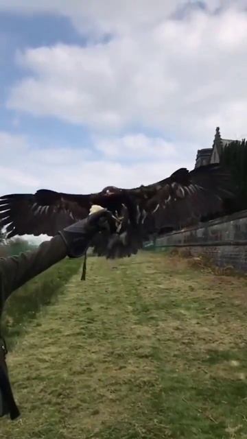 Steppe eagle. #steppeeagle #eagle #shorts #short #birdofprey #theheadfalconer #slowmotion #amazing