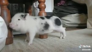 ПОРОСЕНОК ТАНЦУЕТ