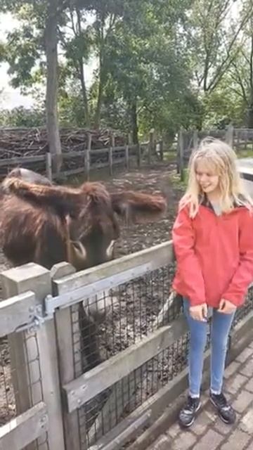 Poitou Ezel Toos смотреть онлайн