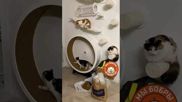 Котодром с беговым колесом от Мы бобры