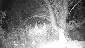 Степной кот_2