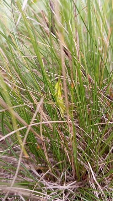 В траве сидел кузнечик! There was a grasshopper sitting in the grass! #shorts #кузнечик смотреть онлайн