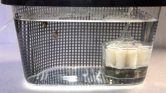 ゲンゴロウの呼吸法がすごい！ смотреть онлайн