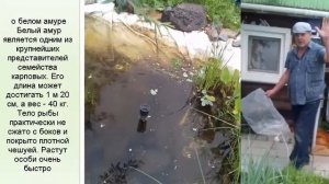 САДОВЫЙ ПРУД  ПОСЕЛЯЮ БЕЛОГО АМУРА