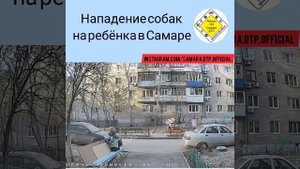 Бродячие собаки напали на девочку в Самаре 14.12.21г.
