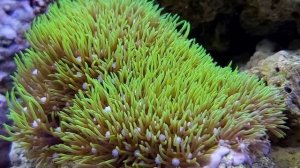 Juwel Lido 200 reef aquarium