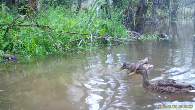 Синхронное плаванье уток (но быстро рассинхонизируется) - 2023.08.27 смотреть онлайн