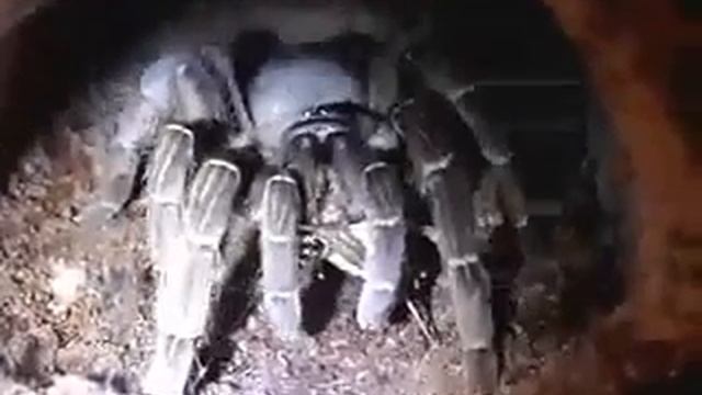 Striped knee Tarantula Aphonopelma seemanni смотреть онлайн