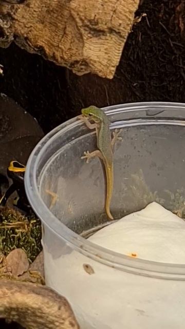 Lygodactylus conraui смотреть онлайн