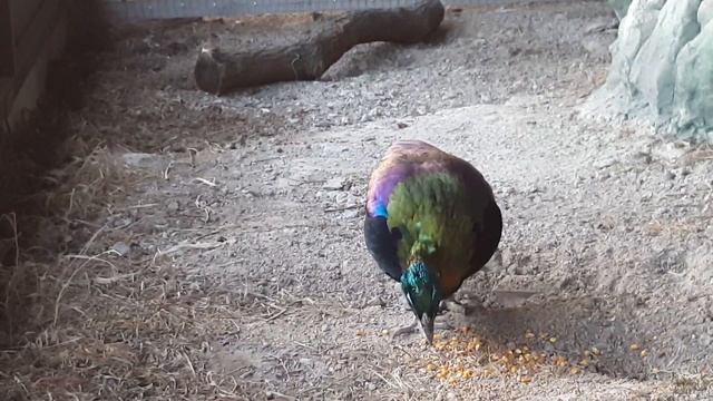 Lophophorus impejanus Разведение моналов, розмноження моналів Himalayan monal feeding монал
