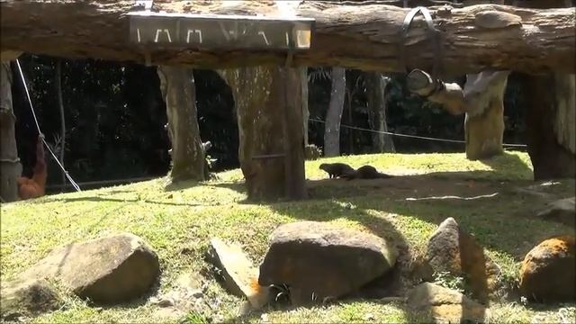 Орангутанги в Сингапурском зоопарке