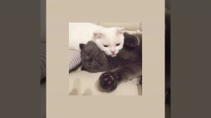 Як тобі сказати speed up