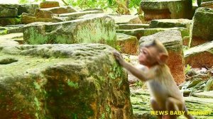 SO PITY BABY MONKEY RONNIE HUNGRY & KITTY LEAVE BABY @NewsBabyMonkey