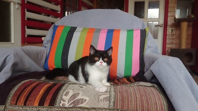 британская девочка биколор смотреть онлайн