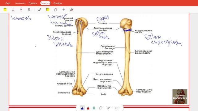 Остеология. Лекция 2. Верхняя конечность. смотреть онлайн
